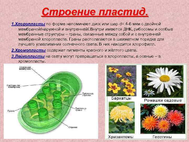 Строение пластид. 1. Хлоропласты по форме напоминают диск или шар d= 4 -6 мкм