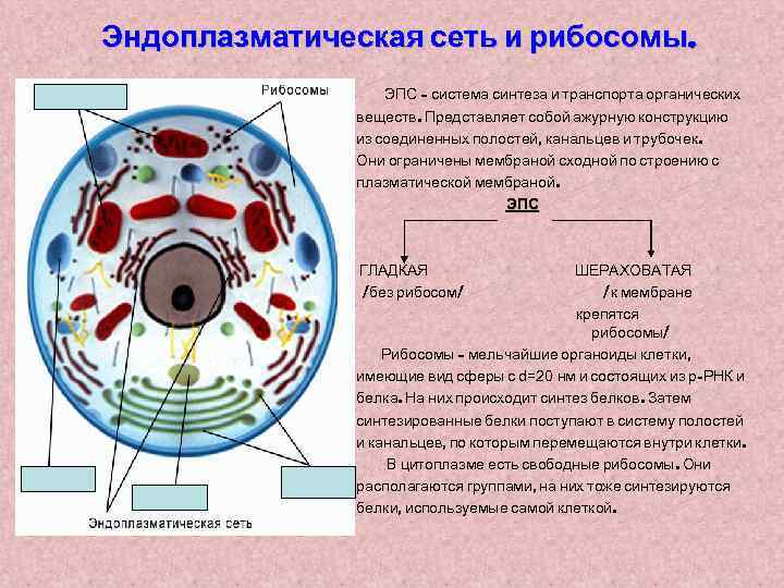 Эндоплазматическая сеть и рибосомы. ЭПС – система синтеза и транспорта органических веществ. Представляет собой