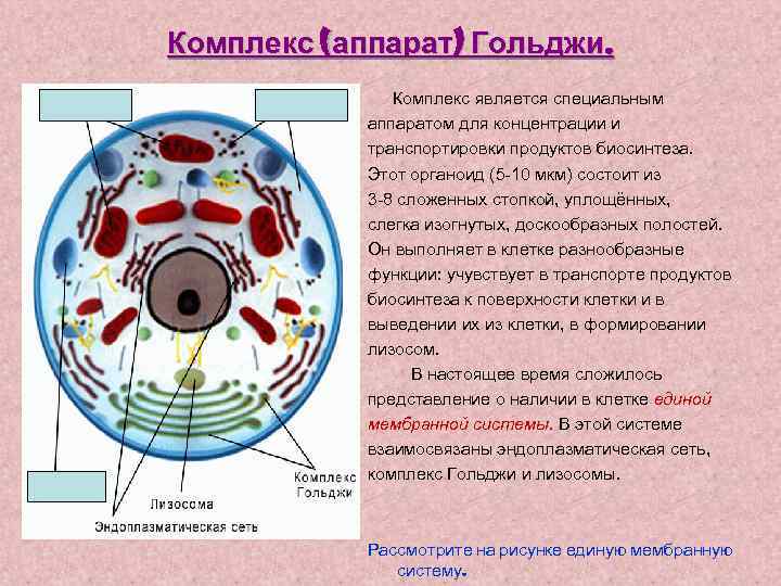 Комплекс (аппарат) Гольджи. Комплекс является специальным аппаратом для концентрации и транспортировки продуктов биосинтеза. Этот