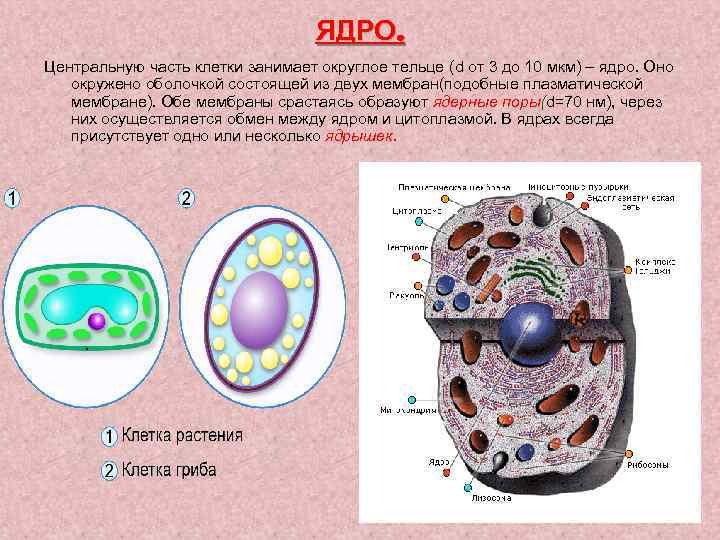 ЯДРО. Центральную часть клетки занимает округлое тельце (d от 3 до 10 мкм) –