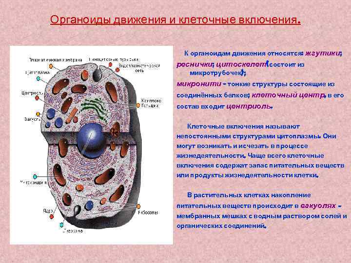 Органоиды движения и клеточные включения. К органоидам движения относятся: жгутики; реснички; цитоскелет(состоит из микротрубочек);