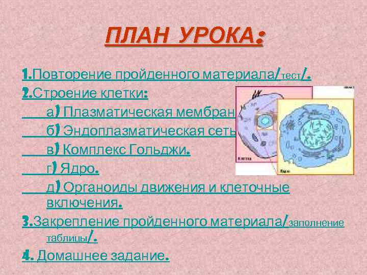 ПЛАН УРОКА: 1. Повторение пройденного материала/тест/. 2. Строение клетки: а) Плазматическая мембрана. б) Эндоплазматическая