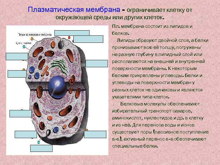 Плазматическая мембрана – ограничивает клетку от окружающей среды или других клеток. Пл. мембрана состоит