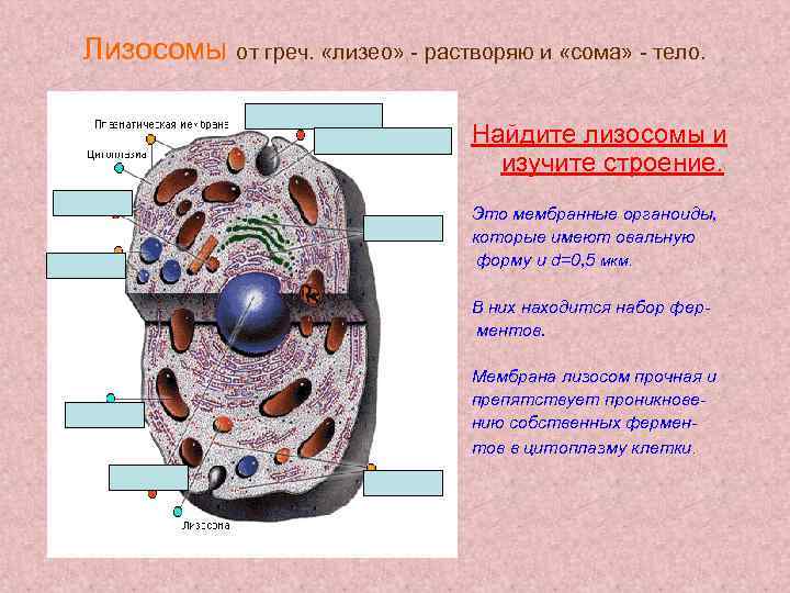 Лизосомы от греч. «лизео» - растворяю и «сома» - тело. Найдите лизосомы и изучите