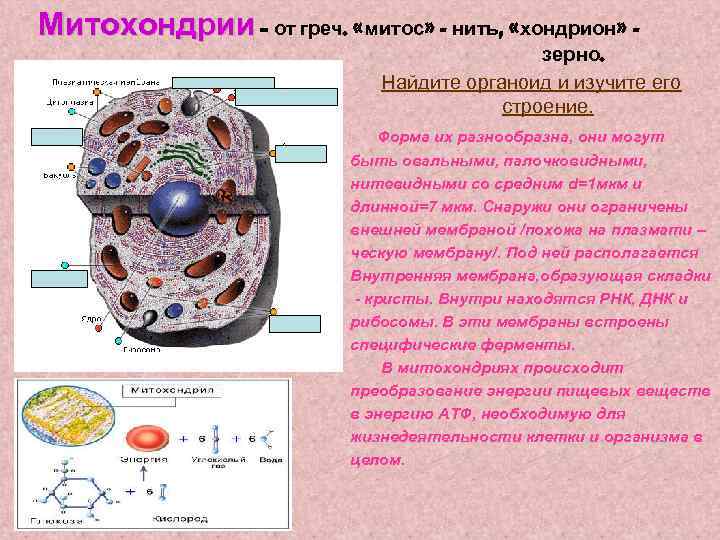 Митохондрии – от греч. «митос» - нить, «хондрион» зерно. Найдите органоид и изучите его