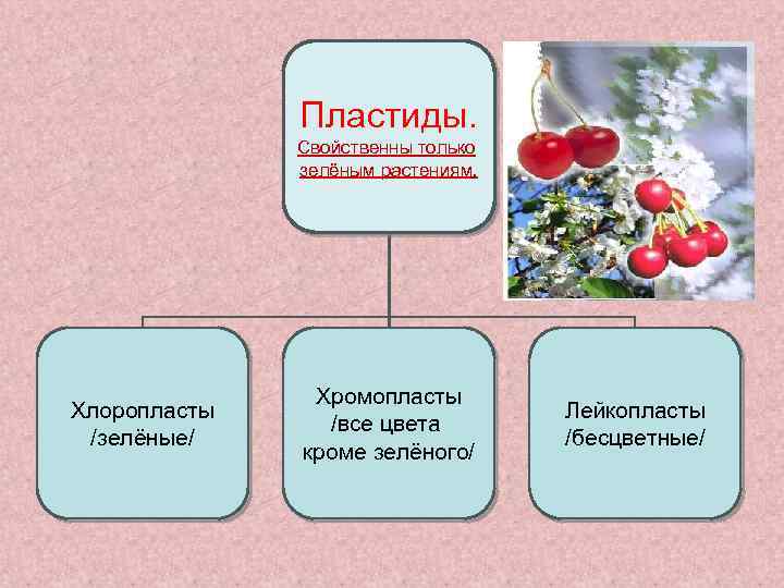 Пластиды. Свойственны только зелёным растениям. Хлоропласты /зелёные/ Хромопласты /все цвета кроме зелёного/ Лейкопласты /бесцветные/