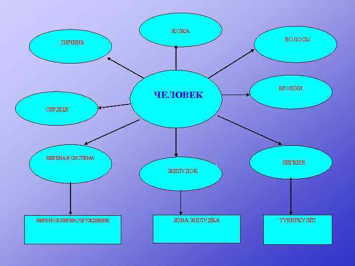 КОЖА ВОЛОСЫ ПЕЧЕНЬ ЧЕЛОВЕК БРОНХИ СЕРДЦЕ НЕРВНАЯ СИСТЕМА ЛЁГКИЕ ЖЕЛУДОК НЕРВНОЕ ПЕРЕВОЗБУЖДЕНИЕ ЯЗВА ЖЕЛУДКА