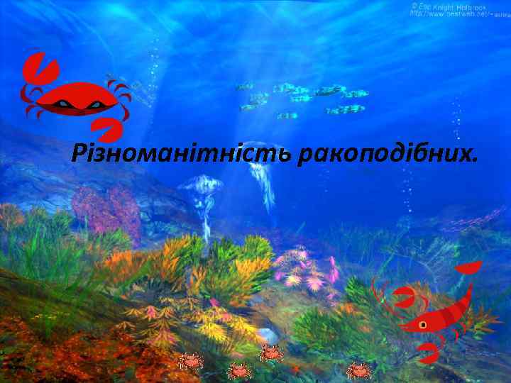 Різноманітність ракоподібних. 