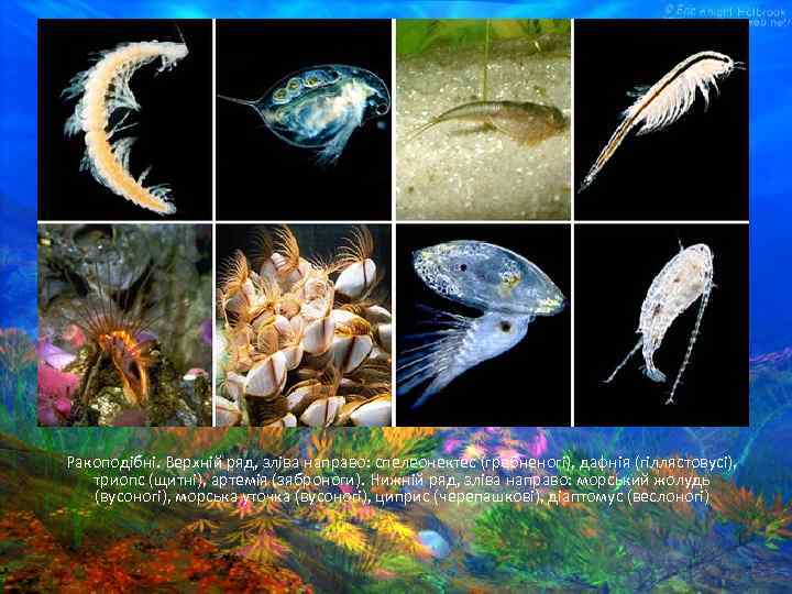 Ракоподібні. Верхній ряд, зліва направо: спелеонектес (гребненогі), дафнія (гіллястовусі), триопс (щитні), артемія (зяброноги). Нижній