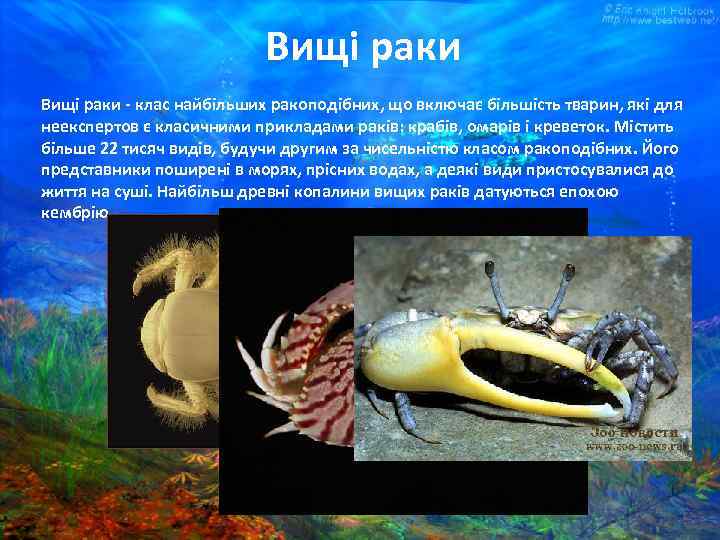 Вищі раки - клас найбільших ракоподібних, що включає більшість тварин, які для неекспертов є