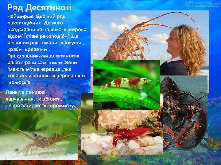 Ряд Десятиногі Найширше відомий ряд ракоподібних. До його представників належать широко відомі Їстівні ракоподібні.