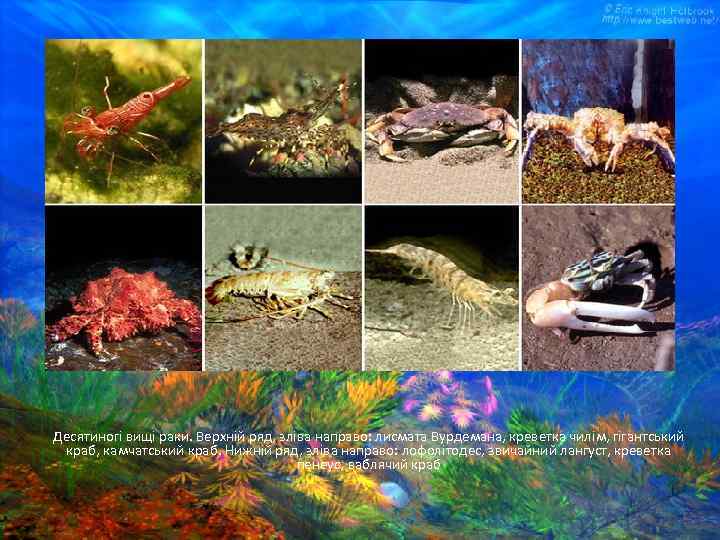 Десятиногі вищі раки. Верхній ряд, зліва направо: лисмата Вурдемана, креветка чилім, гігантський краб, камчатський