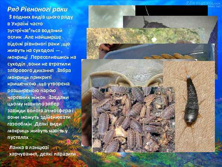 Ряд Рівноногі раки З водних видів цього ряду в Україні часто зустрічає'гься водяний ослик.
