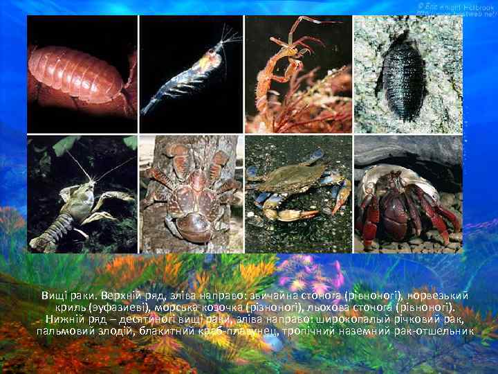 Вищі раки. Верхній ряд, зліва направо: звичайна стонога (рівноногі), норвезький криль (эуфазиеві), морська козочка
