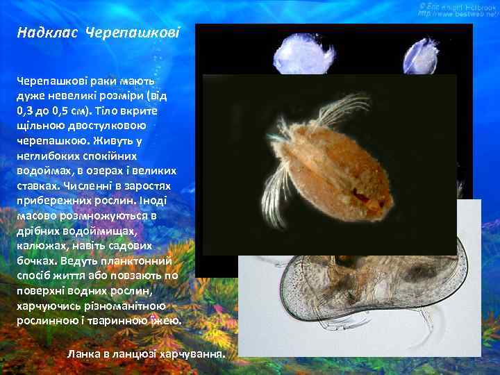 Надклас Черепашкові раки мають дуже невеликі розміри (від 0, 3 до 0, 5 см).