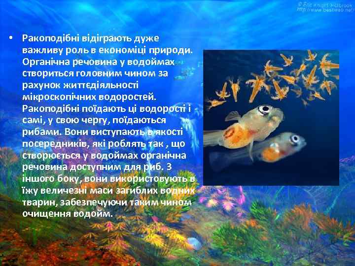  • Ракоподібні відіграють дуже важливу роль в економіці природи. Органічна речовина у водоймах