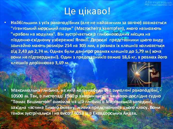 Це цікаво! • Найбільшим з усіх ракоподібних (але не найважчим за вагою) вважається "гігантський