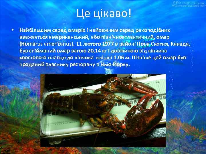 Це цікаво! • Найбільшим серед омарів і найважчим серед ракоподібних вважається американський, або північноатлантичний,