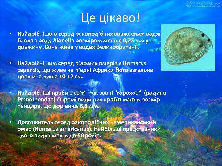 Це цікаво! • Найдрібнішою серед ракоподібних вважається водяна блоха з роду Alonella розміром менше