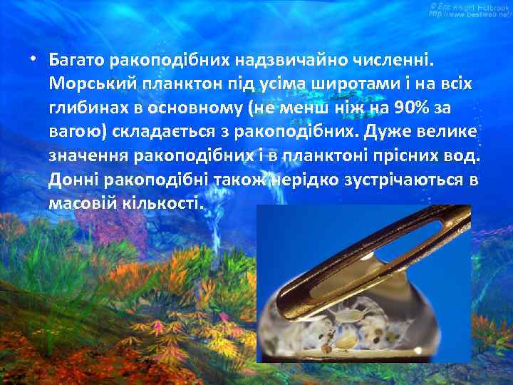  • Багато ракоподібних надзвичайно численні. Морський планктон під усіма широтами і на всіх