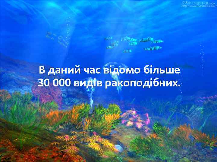В даний час відомо більше 30 000 видів ракоподібних. 