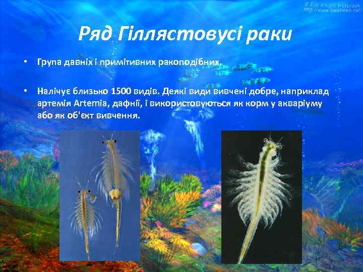 Ряд Гіллястовусі раки • Група давніх і примітивних ракоподібних. • Налічує близько 1500 видів.