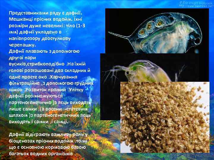 Представниками ряду є дафнії. Мешканці прісних водойм. Їхні розміри дуже невеликі: тіло (1 -3