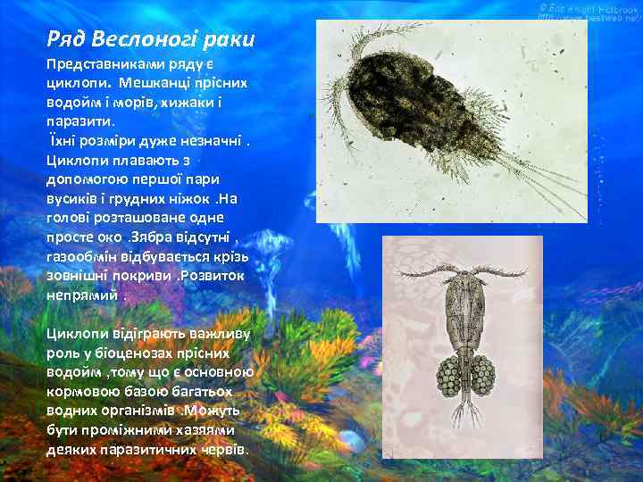 Ряд Веслоногі раки Представниками ряду є циклопи. Мешканці прісних водойм і морів, хижаки і