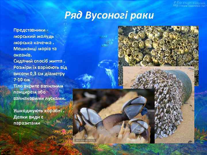 Ряд Вусоногі раки Представники морський жолудь морська качечка. Мешканці морів та океанів. Сидячий спосіб