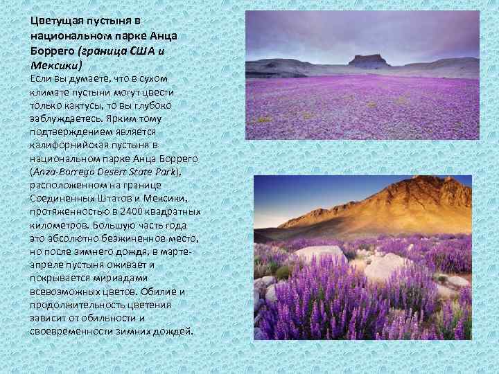 Цветущая пустыня в национальном парке Анца Боррего (граница США и Мексики) Если вы думаете,