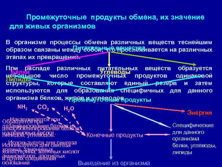Промежуточные продукты обмена, их значение для живых организмов В организме процессы обмена различных веществ
