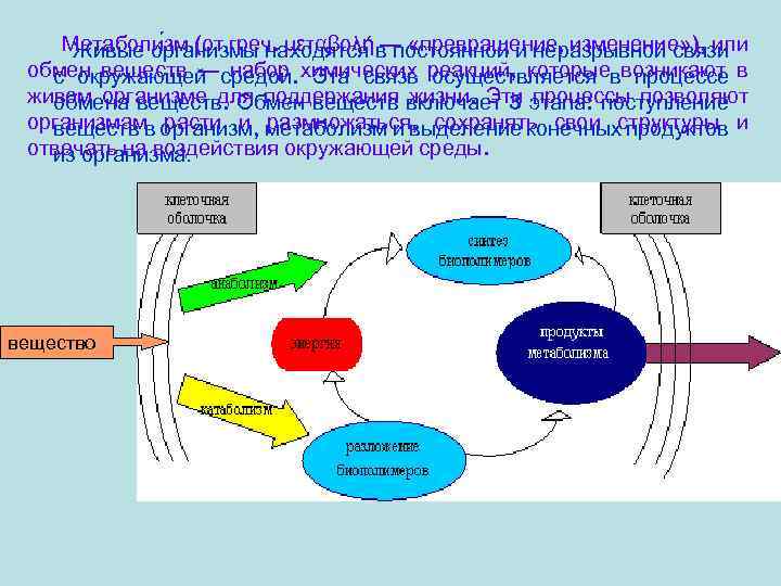 Метаболи зм (от греч. μεταβολήв постоянной и неразрывной связи Живые организмы находятся — «превращение,