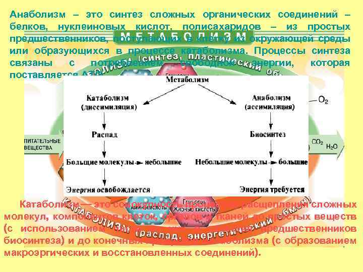 Процесс синтеза органических веществ. Анаболизм. Анаболические процессы. Этапы анаболизма. Процессы катаболизма и анаболизма брожение.