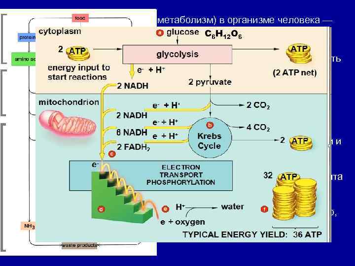 Обмен веществ и энергии (метаболизм) в организме человека — совокупность взаимосвязанных, но разнонаправленных процессов: