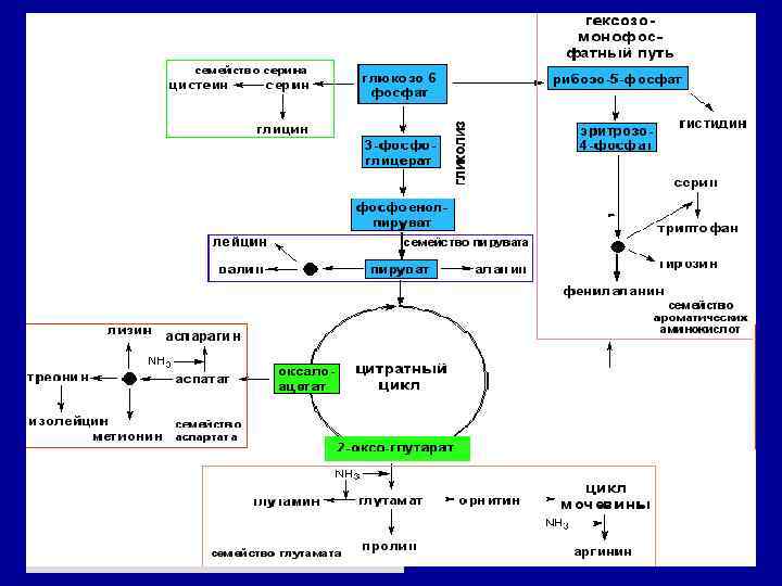 Цикл Кребса — это ключевой Кребс дыхания Нобелевской Английский ученый Г. этап (лауреат всех