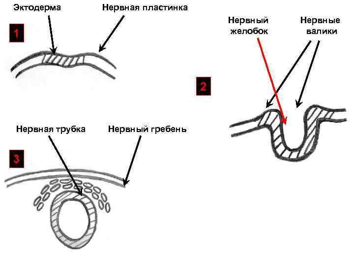 Эктодерма Нервная пластинка Нервный желобок 1 2 Нервная трубка 3 Нервный гребень Нервные валики