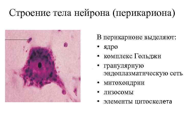 Строение тела нейрона (перикариона) В перикарионе выделяют: • ядро • комплекс Гольджи • гранулярную