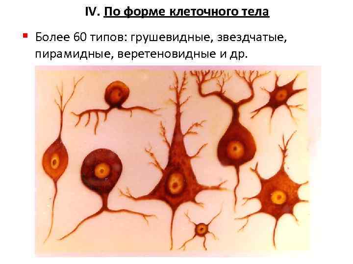 IV. По форме клеточного тела § Более 60 типов: грушевидные, звездчатые, пирамидные, веретеновидные и