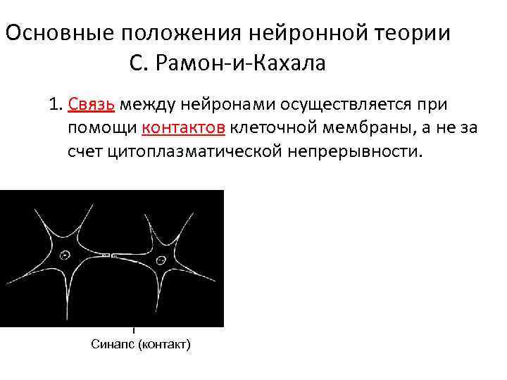 Основные положения нейронной теории С. Рамон-и-Кахала 1. Связь между нейронами осуществляется при помощи контактов