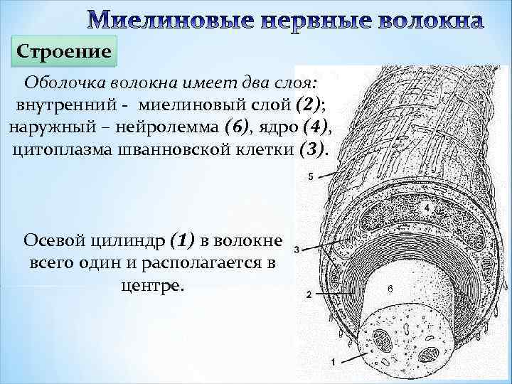 Миелиновые нервные волокна