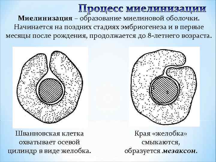 Миелинизация – образование миелиновой оболочки. Миелинизация Начинается на поздних стадиях эмбриогенеза и в первые