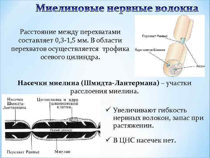 Расстояние между перехватами составляет 0, 3 -1, 5 мм. В области перехватов осуществляется трофика