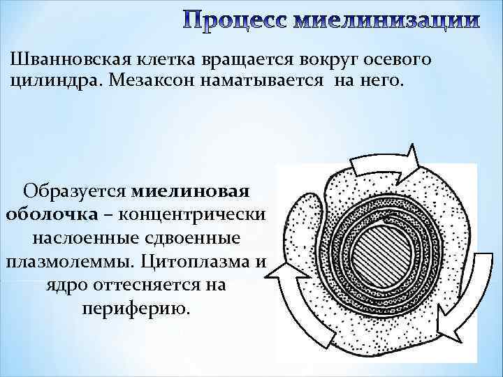 Шванновская клетка вращается вокруг осевого цилиндра. Мезаксон наматывается на него. Образуется миелиновая оболочка –