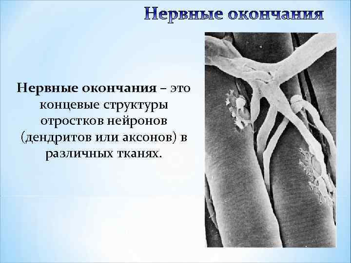 Нервные окончания – это концевые структуры отростков нейронов (дендритов или аксонов) в различных тканях.