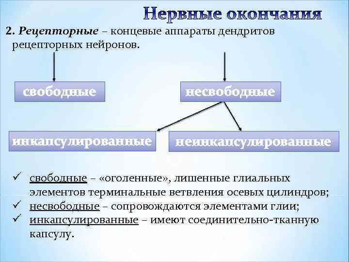 2. Рецепторные – концевые аппараты дендритов рецепторных нейронов. свободные инкапсулированные несвободные неинкапсулированные ü свободные