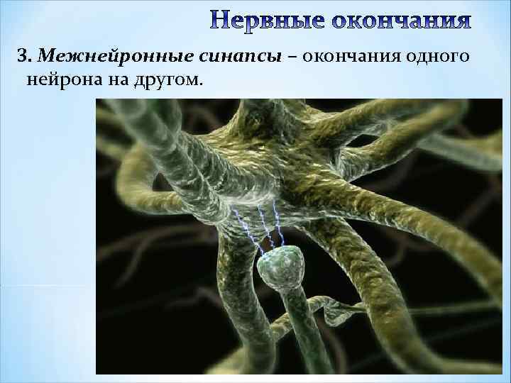 3. Межнейронные синапсы – окончания одного нейрона на другом. 