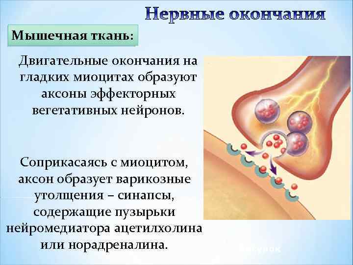 Мышечная ткань: Двигательные окончания на гладких миоцитах образуют аксоны эффекторных вегетативных нейронов. Соприкасаясь с