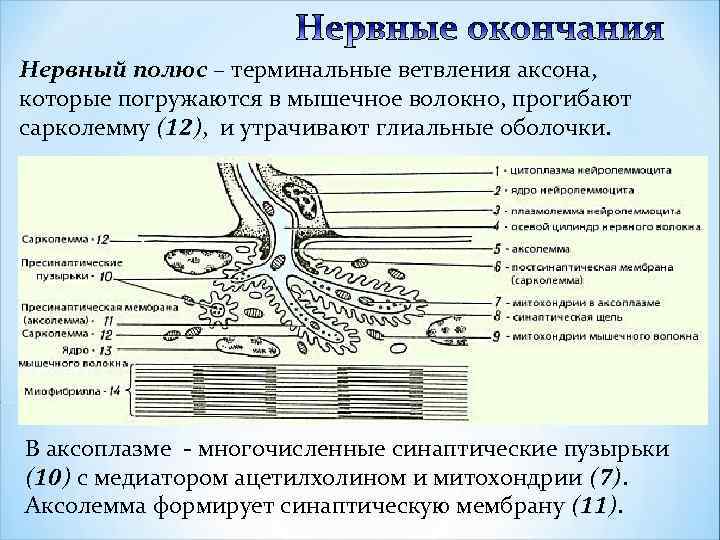 Моторные нервные окончания иннервируют