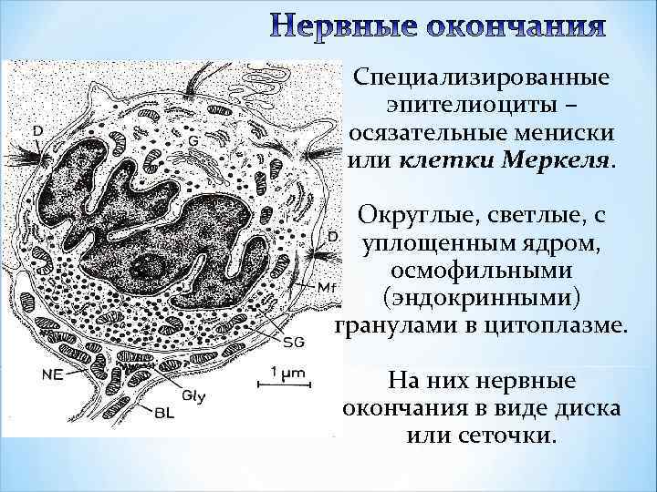 Специализированные эпителиоциты – осязательные мениски или клетки Меркеля. Округлые, светлые, с уплощенным ядром, осмофильными