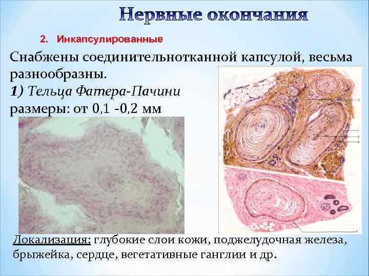 2. Инкапсулированные Снабжены соединительнотканной капсулой, весьма разнообразны. 1) Тельца Фатера-Пачини размеры: от 0, 1